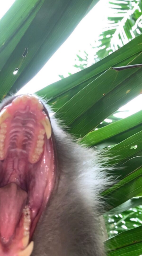 Fotografie: 4tololo.ru