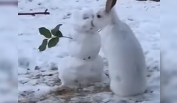 Velký hladový králík přišel ke sněhulákovi a nechal ho bez nosu: jak králík nestydatě snědl mrkev