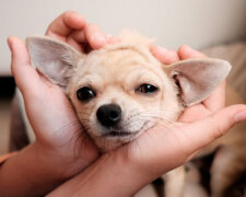 Majitelé předali těhotnou fenky do útulku kvůli velmi velkému bříšku