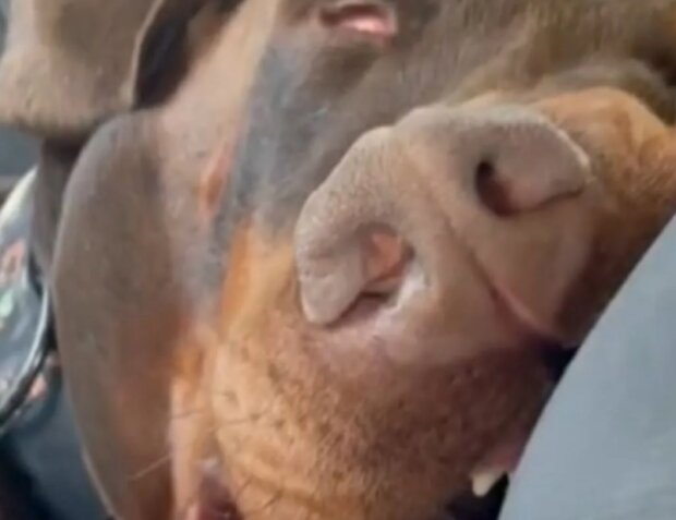 Pes. Foto: snímek obrazovky Instagram