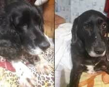 Hodná žena zachránila a ujala se sedmi kocourů a sedmi psů: každý má svůj příběh, který žena zná