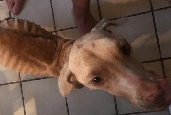 Odvážný čin: zachránit život psa šel chlap na krádež