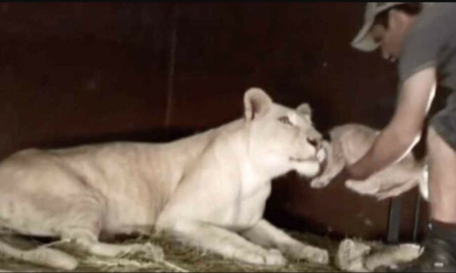 Video. Muž si před zraky lvice vzal do náruče její novorozené mládě. Reakce šelmy je naprosto neuvěřitelná