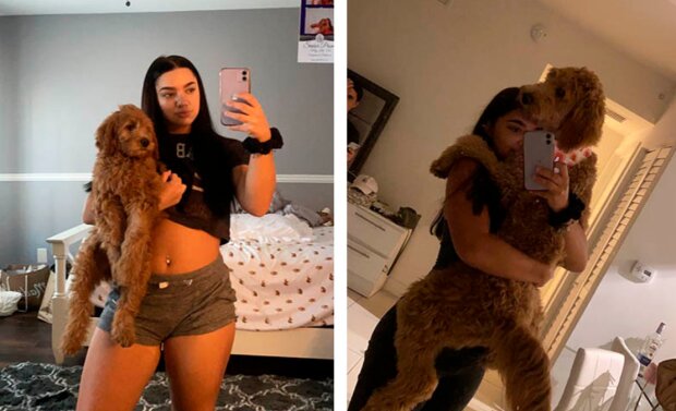 Pes a holka. Foto: snímek obrazovky G_Succi / twitter