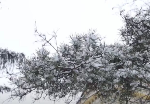 Sněžení. Foto: snímek obrazovky YouTube