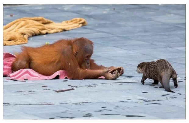 Orangutaní rodina, která žije v zoologické zahradě, se spřátelila s vydří rodinou: rády spolu komunikují a společně se rozvíjí