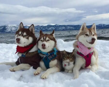 Rodina husky přijala do rodiny a vychovala skutečného "Mňauglí"