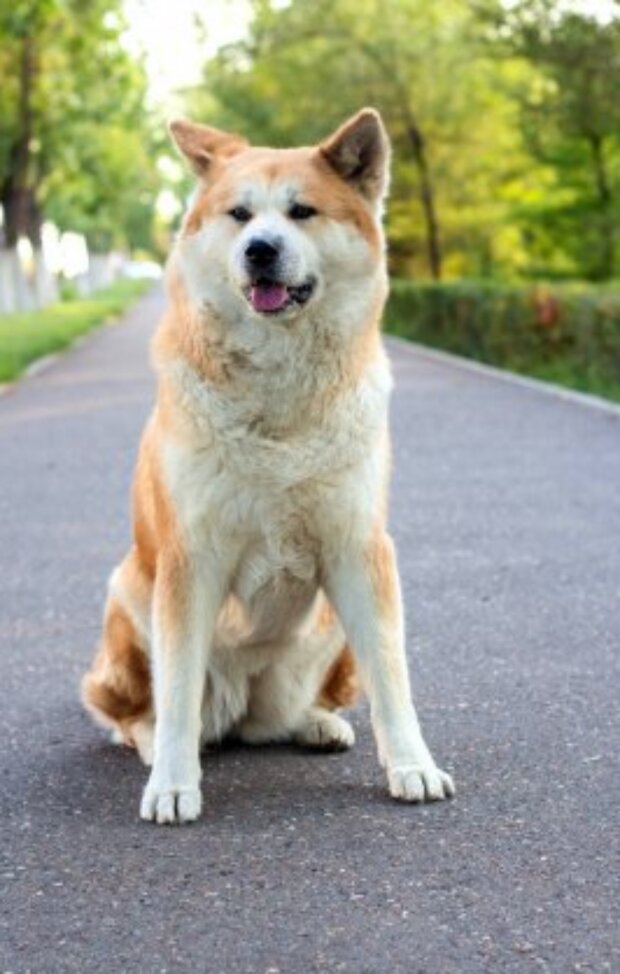 Pes. Foto: snímek obrazovky laykni.com