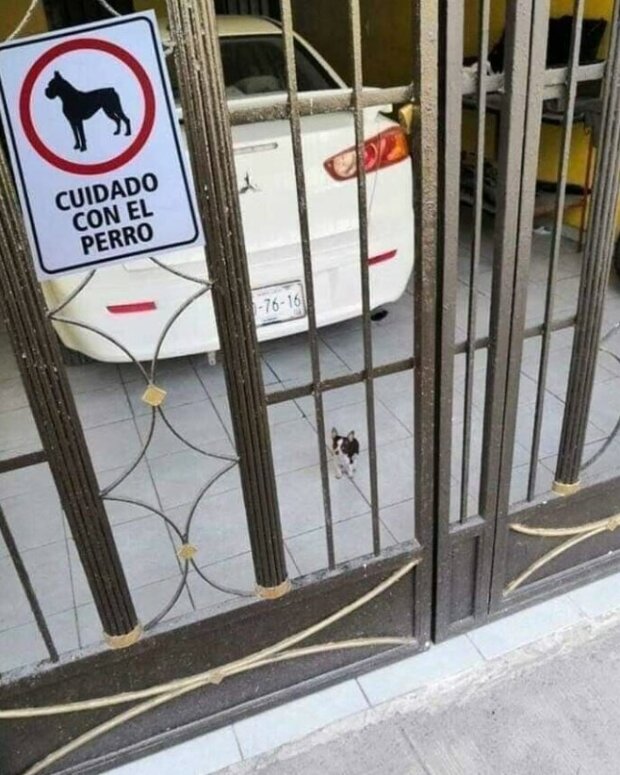 Fotografie:duck.show