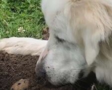 Zlatý retrívr Fiona se snaží spřátelit s domýšlivým hlodavcem