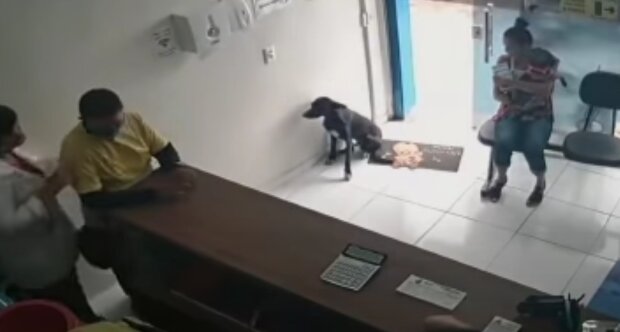 Pes. Foto: snímek obrazovky YouTube