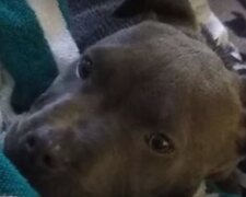 Pitbulteriér vytáhl z postýlky za plenu sedmiměsíční dítě, čímž mu zachránil život