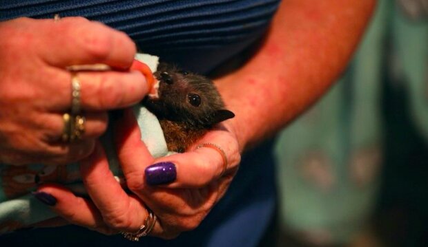 "Měli jsme mnoho, mnoho bezesných nocí": záchranářka se otevřela svůj domov pro mláďata kaloňů osamocené australskými požáry