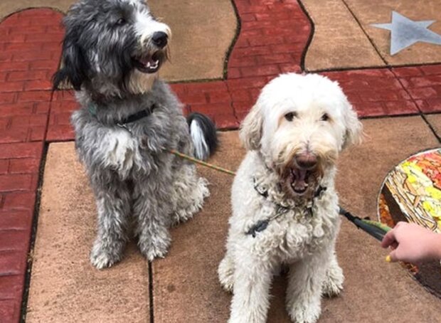 Fotografie: duck.show