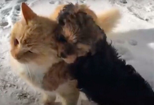 Štěně, které objalo kočku nesnášející psy se stalo hvězdou internetu