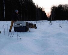 Estonští dělníci zachránili "psa" ze zamrzlé řeky a nevěděli, že to byl vlk