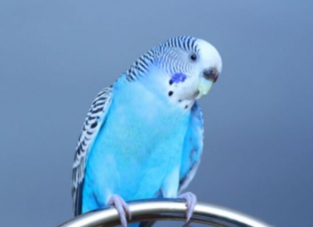 Papoušek. Foto: snímek obrazovky YouTube
