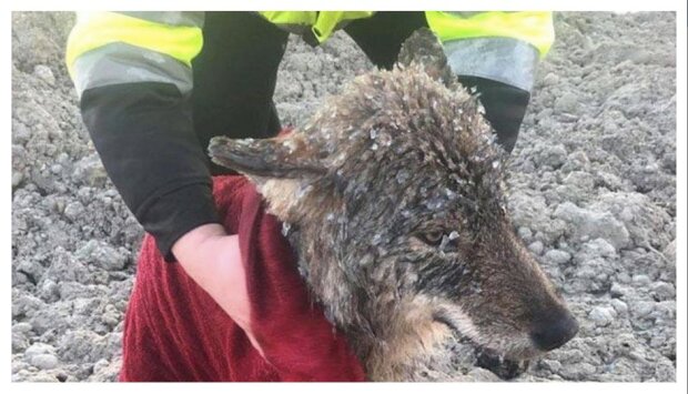 Pracovníci riskovali a zachraňovali "psa" ze zamrzlé řeky, aniž by tušili, že je to vlk
