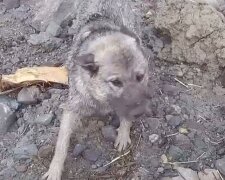 Na místě obrovského sesuvu půdy v Norsku se podařilo zachránit štěně