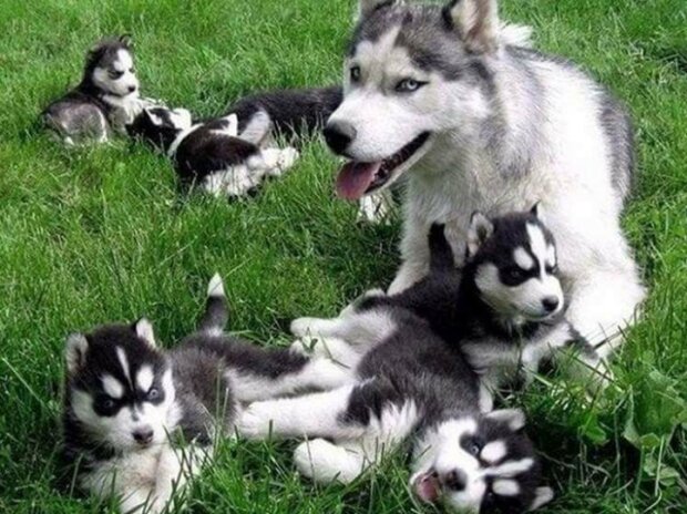 Fotografie: duck.show