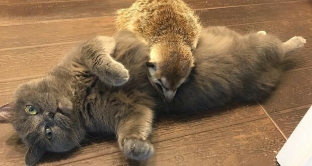 Fotografie:duck.show