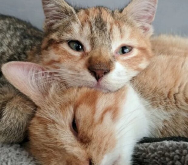 Kočky. Foto: snímek obrazovky freundin.life