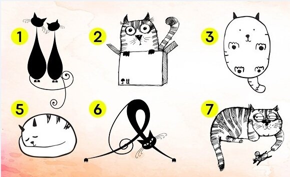Vyberte si kočku, kterou jste si všimli jako první a zjistěte, jaké vlastnosti charakteru máte