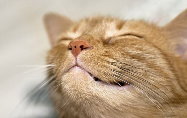 Fotografie: dailymail.co.uk