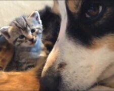 Rozkošné video. Fenka krmí malá koťátka, která byla zavrhnuta matkou. "Zajišťuje jim tu nejlepší péči. Je vidět, že je nadevše miluje"