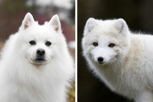 Fotografie: yandex.ru