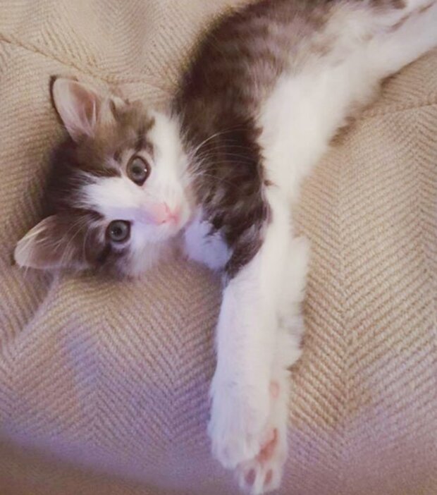 Kotě. Foto: snímek obrazovky laykni.com