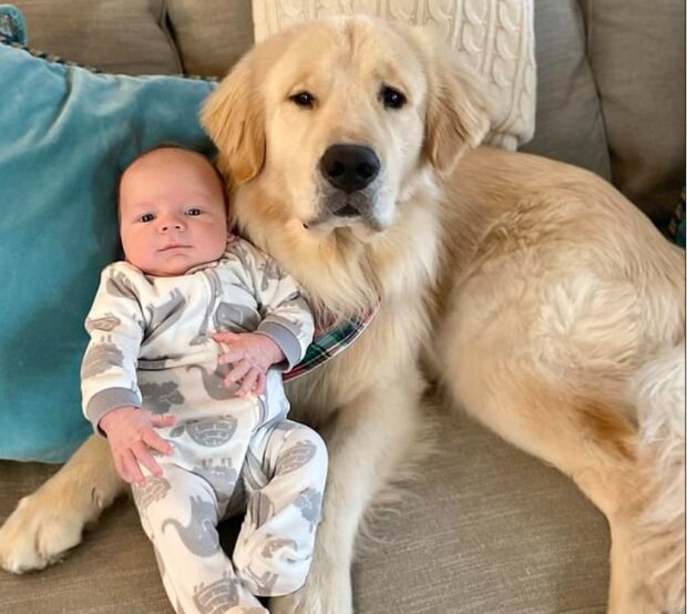 Pes a dítě. Foto: snímek obrazovky dailymail.co.uk