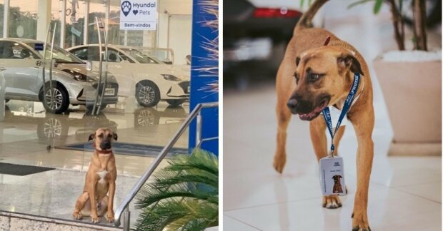 Bezdomovec pes z Brazílie se často objevoval vedle autosalonu: zaměstnanci se ho rozhodli vzít do práce a nemýlili se
