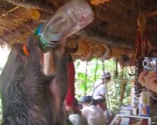 Seznamte se s největší a nejkouzelnější myší na světě: Paсarana