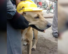 Muž adoptoval štěně: Pes vyrostl a pracuje jako plnohodnotný zaměstnanec v továrně