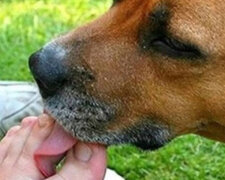 Vědci vysvětlili, proč pes často olizuje hostiteli nohy a co to znamená