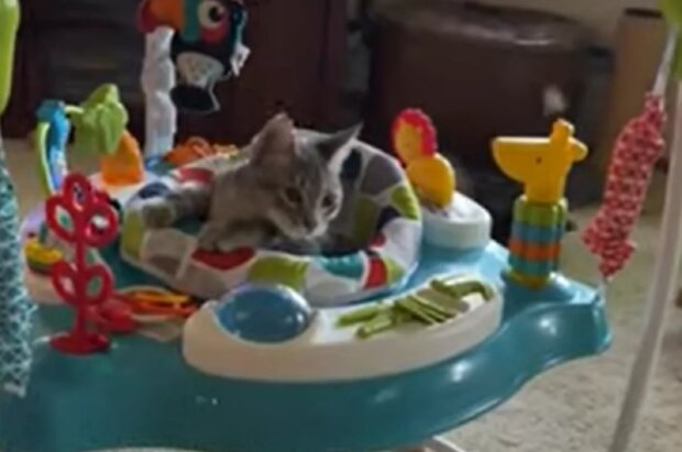 Kočka. Foto: snímek obrazovky YouTube