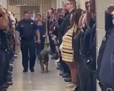 Ovčák Candy byla převedena do důchodu: kvůli svému zdravotnímu stavu už nemůže dále pomáhat lidem