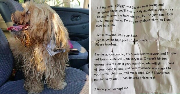 Muž zachránil psa, na jehož krku našel vzkaz. Nebyla to adresa majitele, ale jeho smutný příběh