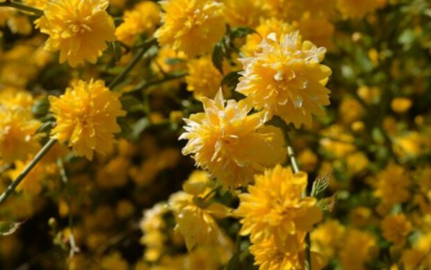 Počasí. Foto: snímek obrazovky stars24.cz