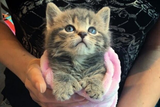 Zdroj fotografie: lovemeow.com