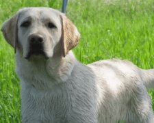 Mladému páru bylo líto psa, a proto vzali z ulice mokrého hladového labradora