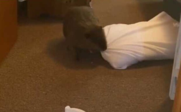 Bobr. Foto: snímek obrazovky beaverbabyfurrylove