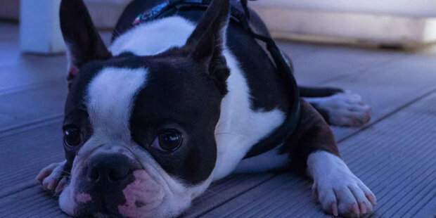 Kynologové označili hlavní chyby nezkušeného majitele psa: Jak se vyhnout