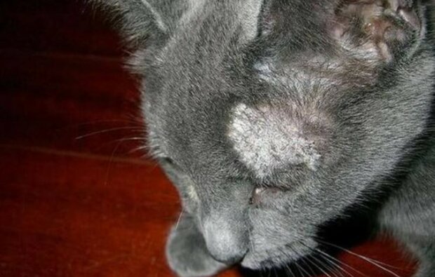 Fotografie: ourkoshki.ru