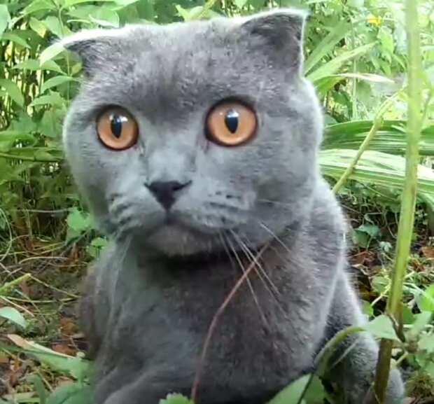 Kočka. Foto: snímek obrazovky YouTube