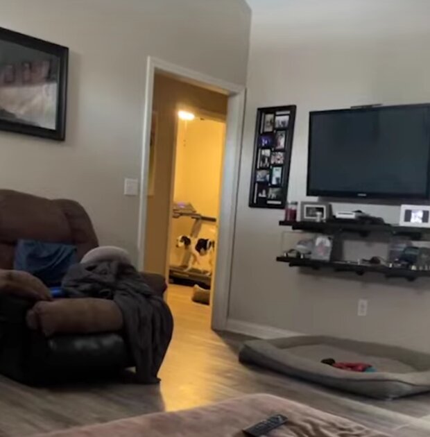 Pes. Foto: snímek obrazovky YouTube