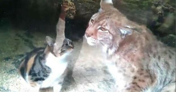 Video. Toulavá kočka se přiblížila k rysovi. Vyděšené návštěvníky zoologické zahrady ohromila reakce šelmy