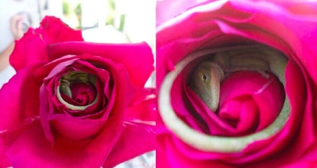 "Moje dcera mi utrhla růži. Když jsme se rozhodli si k ni přičichnout, nás čekalo překvapení": úžasné fotografie ještěrky, která usnula uvnitř růže