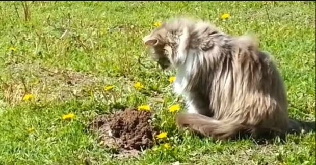 Video. Chudák krtek. To, co mu provedla kočičí uličnice, si rozhodně nezasloužil. Kamarádi by z nich asi nebyli